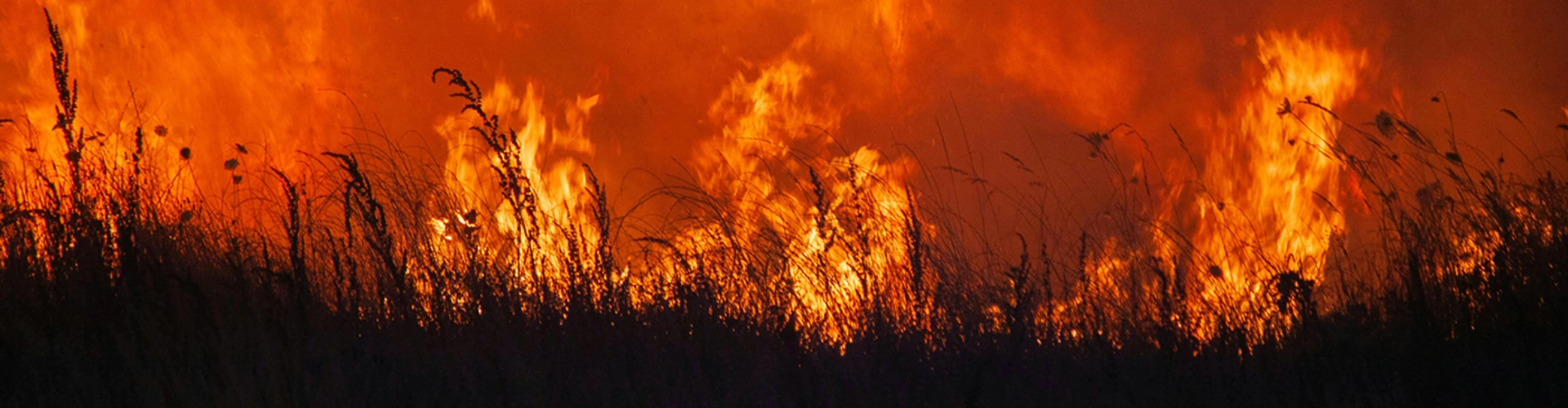 Wildfire burning through a field during the LA Wildfires