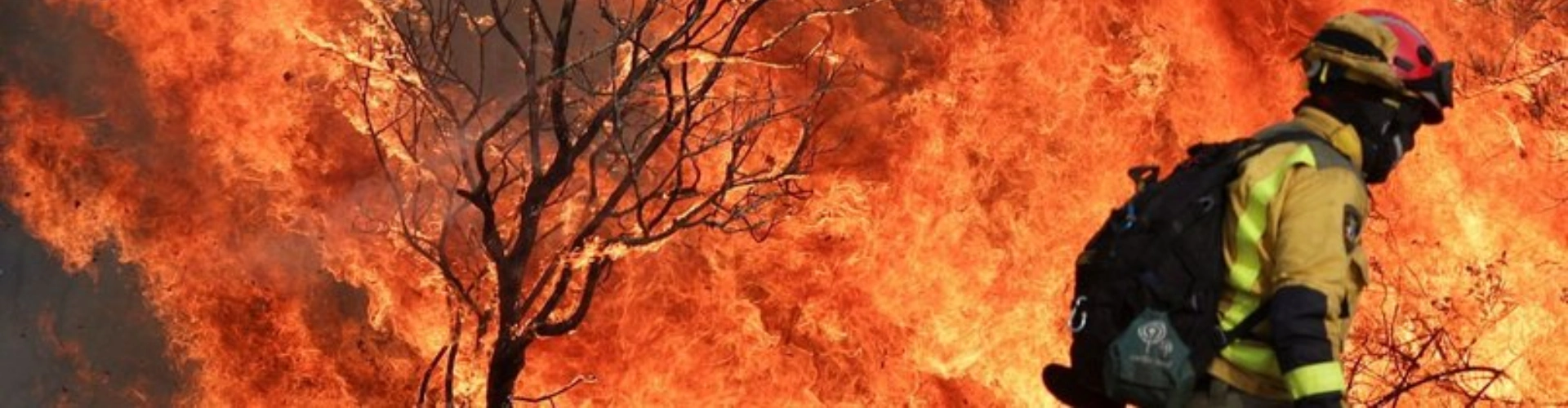 Flames burning a tree and a firefighter watching on, during the Spanish wildfires.