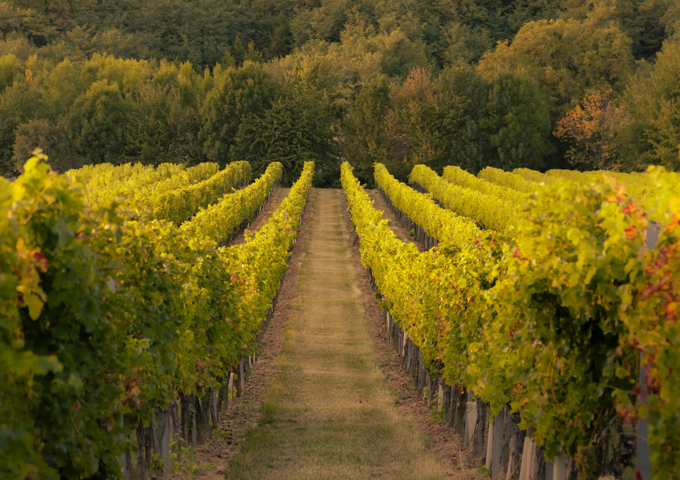 Rows of vines in a supplier vineyard