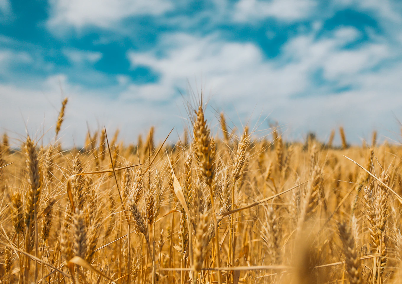 Ripe wheat crop in a field, one of the climate-sensitive ingredient categories assessed