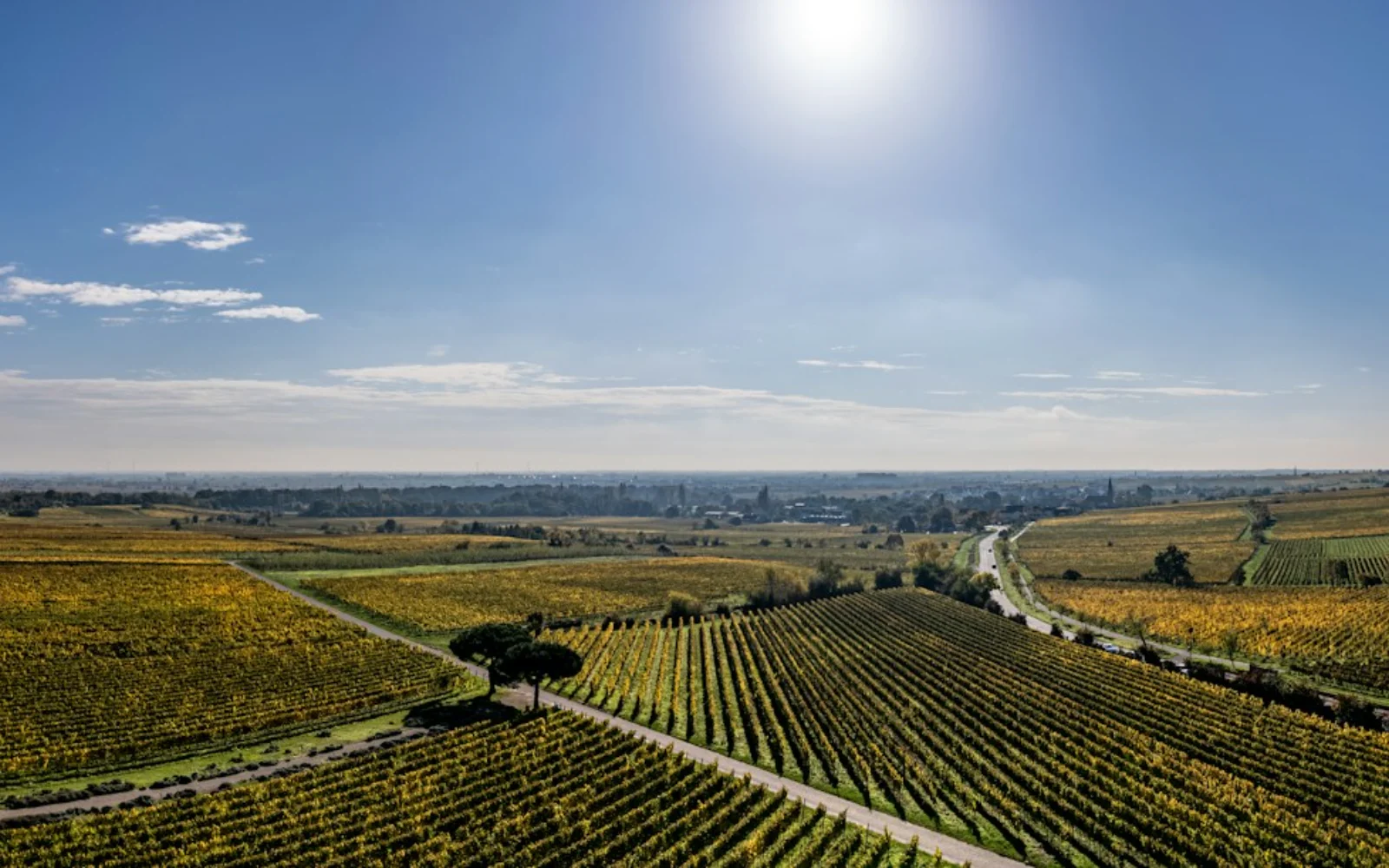 Rows of vines on rolling ground in autumn colour, photographed from above. Generic industry context, not the client or the assessed vineyards.